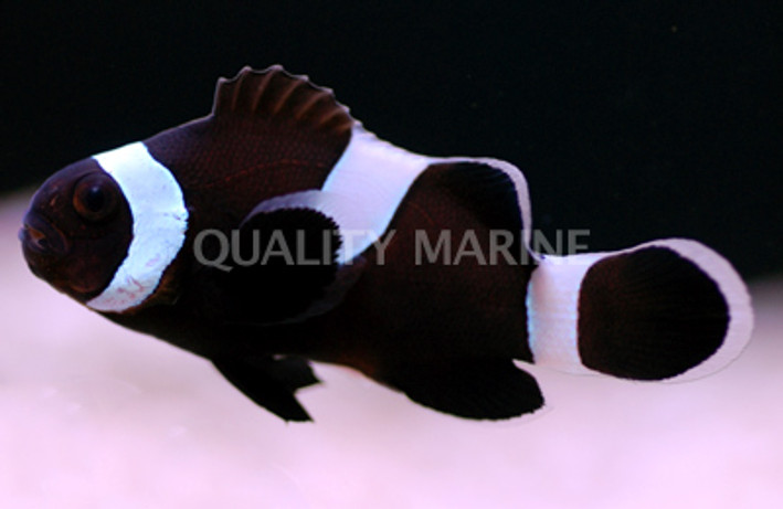 Misbar Black Ocellaris Clownfish