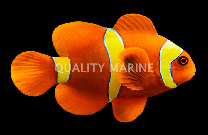 Gold Stripe Maroon Clownfish