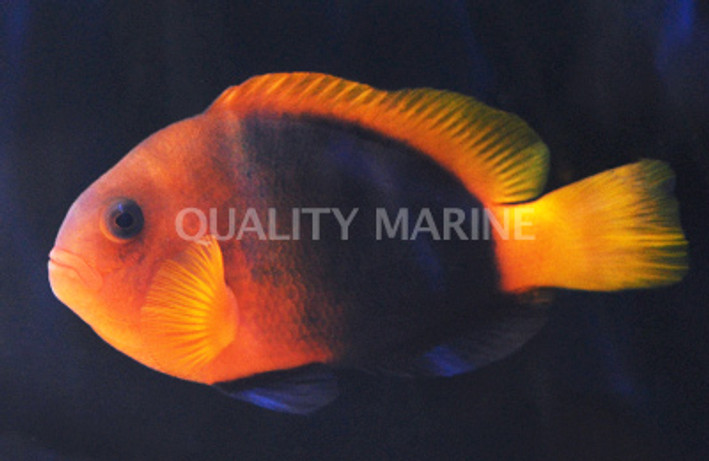 Naked Cinnamon Clownfish