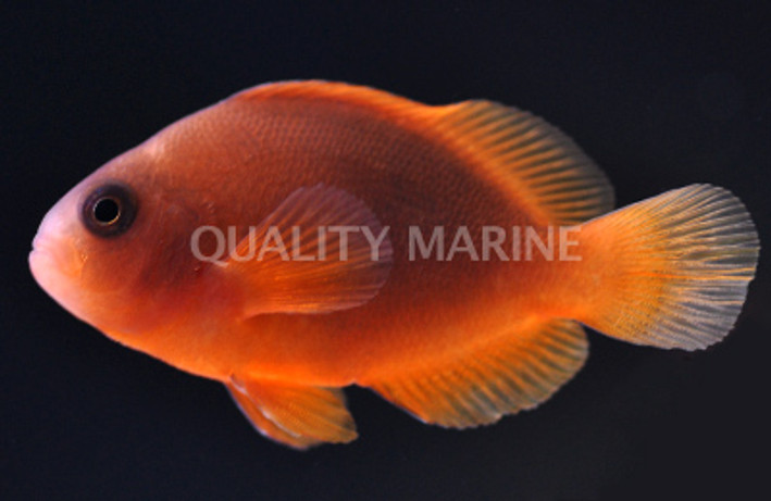 Red Fire Saddleback Clownfish