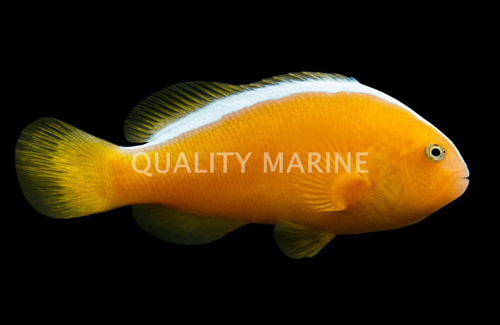 Orange Skunk Clownfish