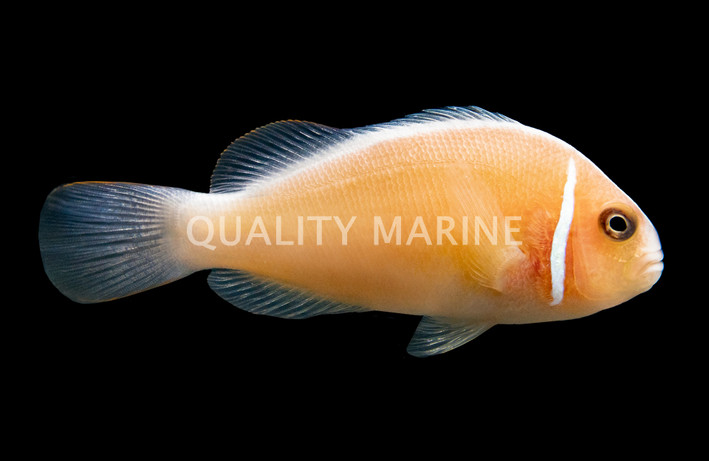 Pink Skunk Clownfish