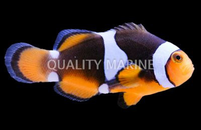 Onyx Percula Clownfish