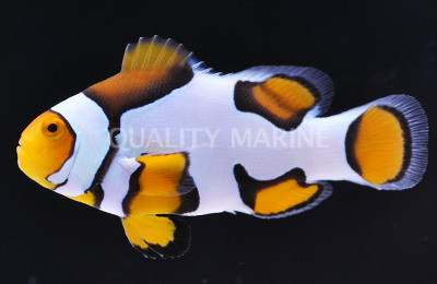 Picasso Percula Clownfish