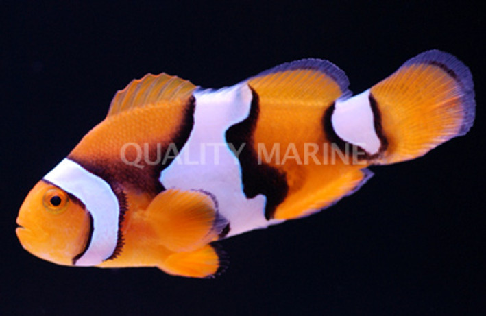 Semi Picasso Percula Clownfish