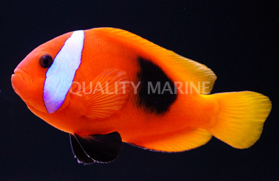Cinnamon Clownfish