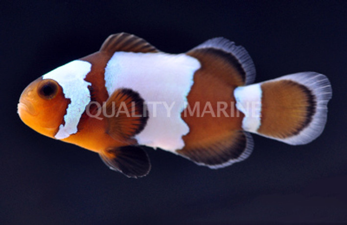 Blacker Ice Ocellaris Clownfish