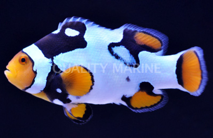 Nebula Percula Clownfish - Grade B