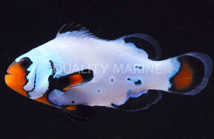 Mauritian Clownfish