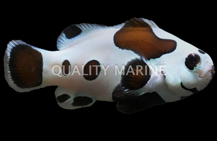 Black Storm Ocellaris Clownfish