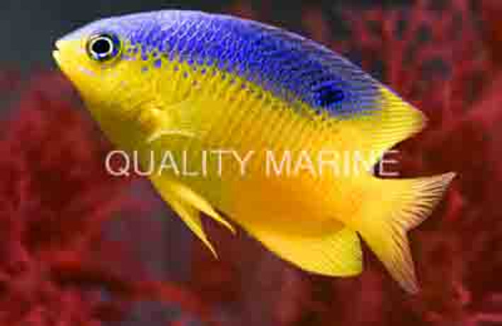 Beau Gregory Damselfish :: 15001