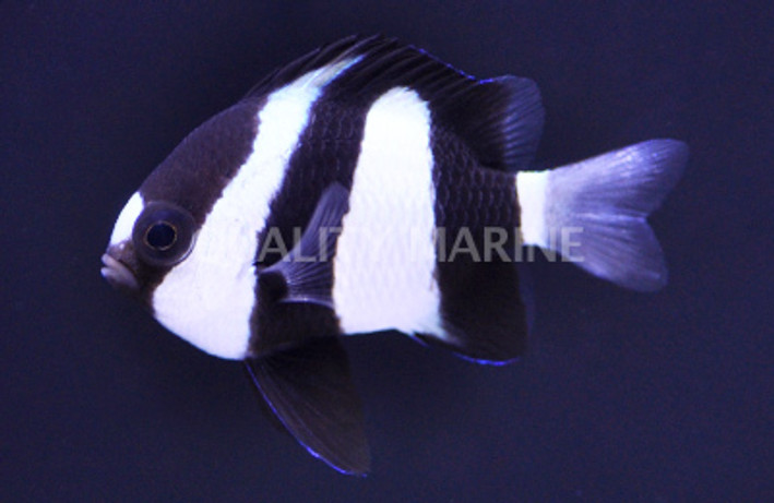 3 Stripe Damselfish