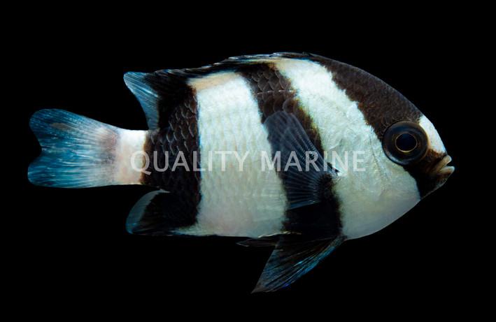 3 Stripe Damselfish
