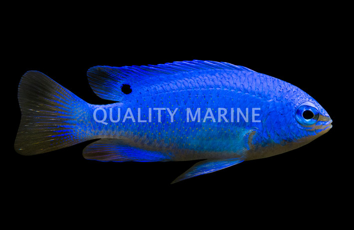 Blue Devil Damselfish, Female