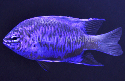 Springer's Damselfish