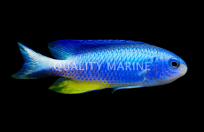 Allen's Damselfish