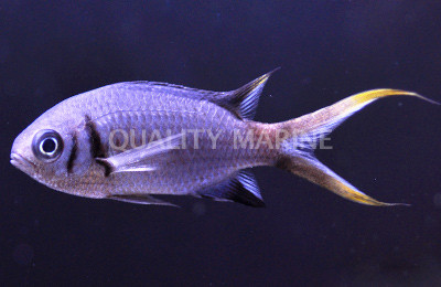 Double Bar Chromis