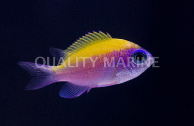 Sunshine Chromis