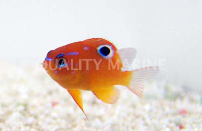 Multi Spine Damsefish