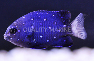 Jewel Damselfish