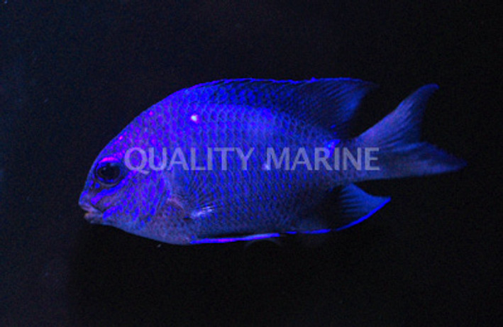 Giant Damselfish