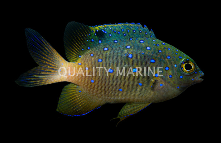 Giant Damselfish
