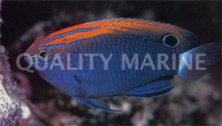 Speckled Damselfish