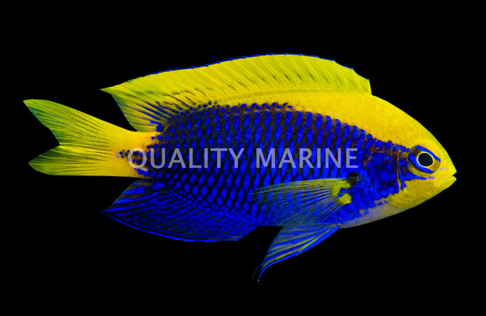 Starcki Damselfish