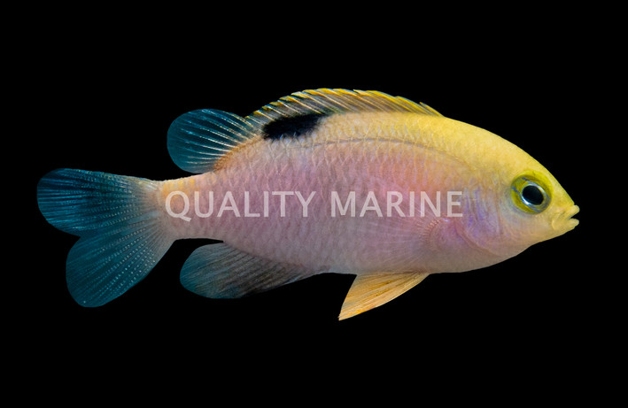 Talbot's Damselfish