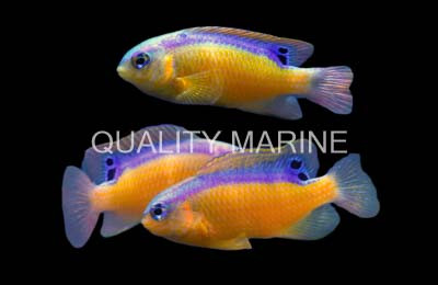 Surge Damselfish