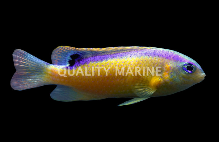 Surge Damselfish