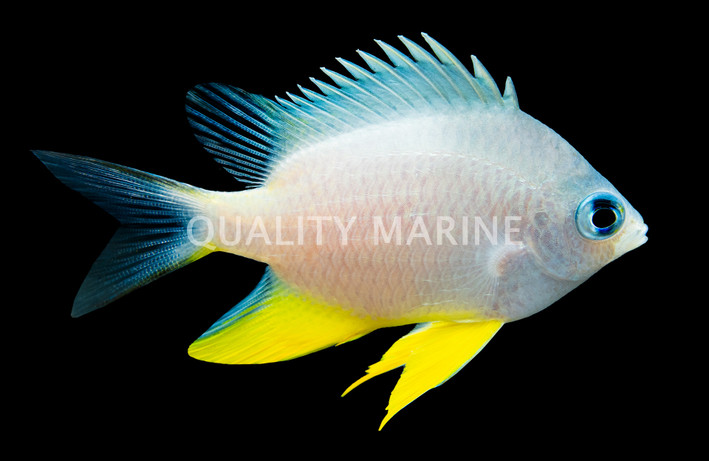 Golden Damselfish