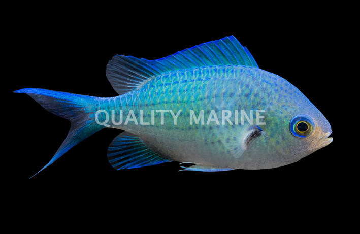 Blue Green Chromis :: 15060