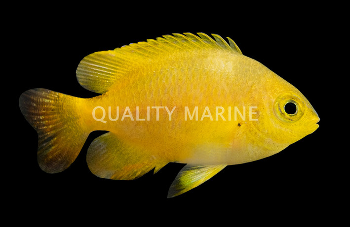 Lemon  Damselfish