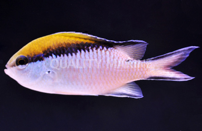 Barrier Reef Chromis