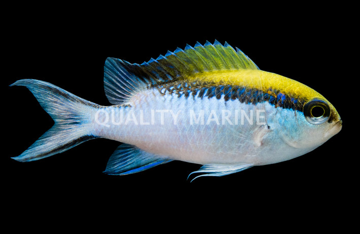 Barrier Reef Chromis