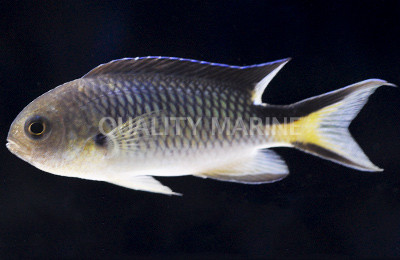 Richardson's Reef's Damselfish