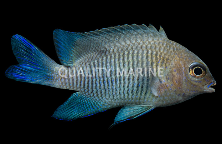 Beaubrummel Damselfish