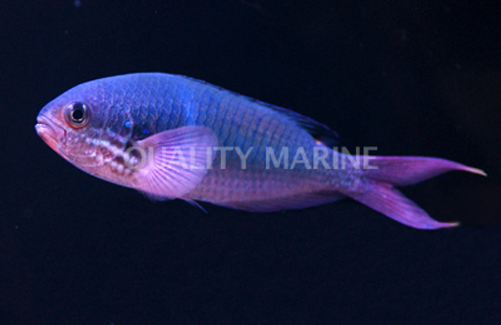 Fusilier Damselfish