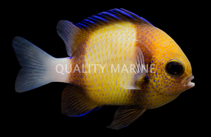 Cloudy Damselfish