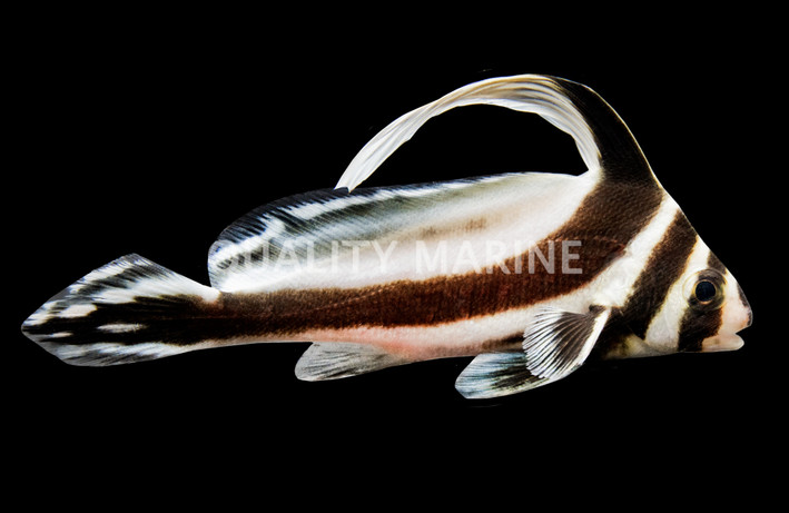 Jack Knifefish