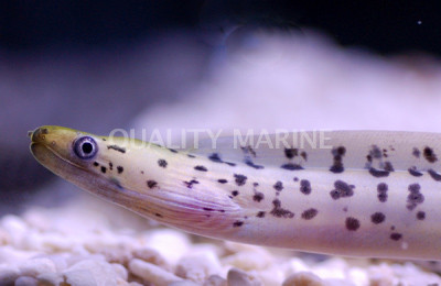 Fimbriated Moray Eel