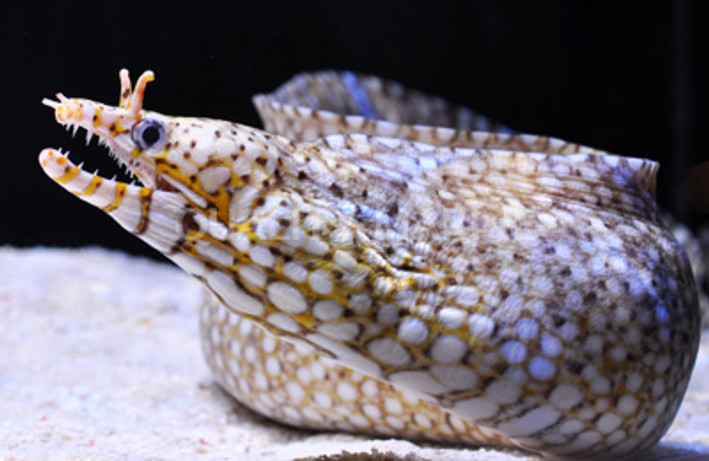 Hawaiian Dragon Moray Eel