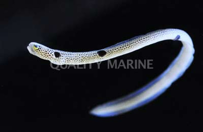 Spotted Garden Eel