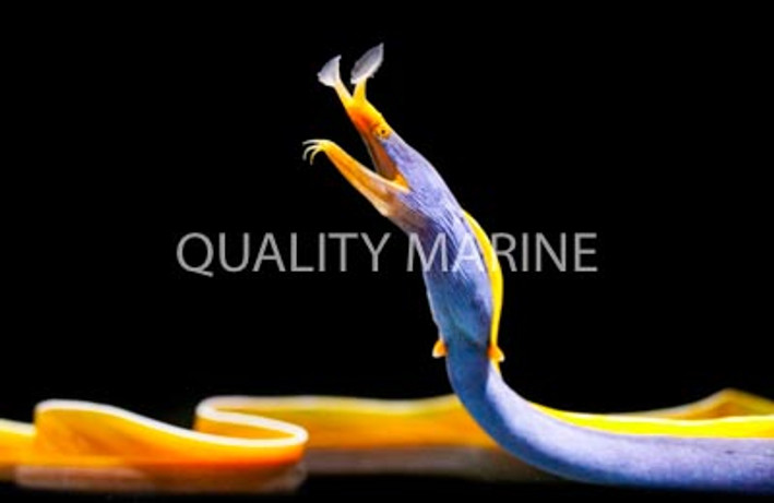 Blue Ribbon Eel