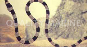 Banded Snake Eel