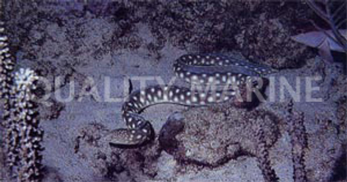 Spotted Snake Eel :: 16013