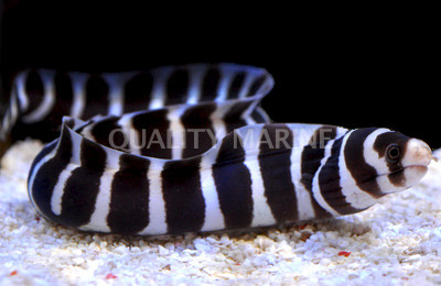 Barred Moray Eel
