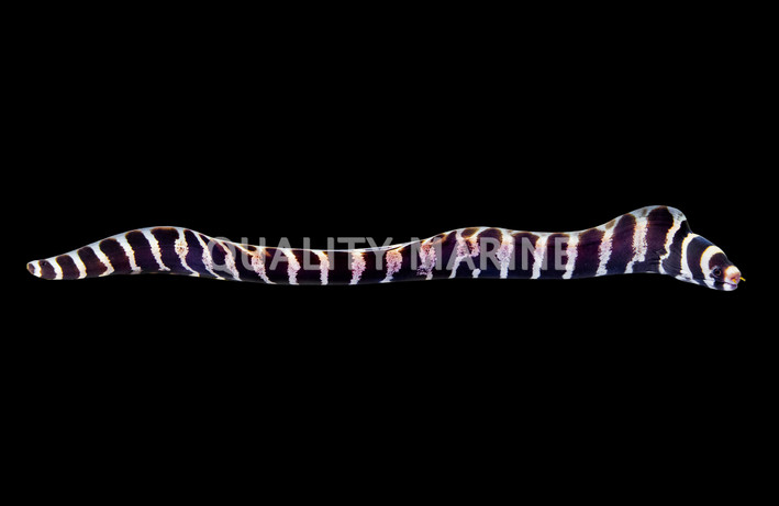 Barred Moray Eel