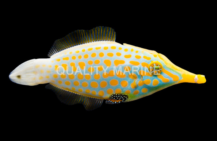 Orange Spot Filefish